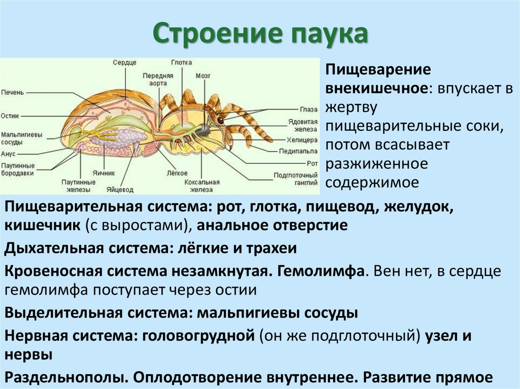 Строение паука