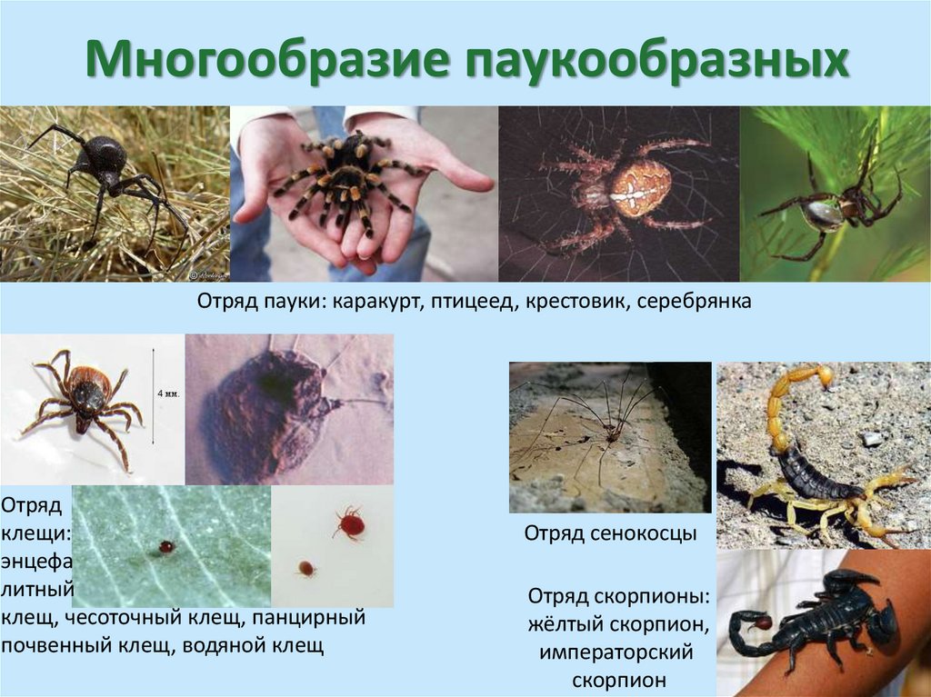 Многообразие паукообразных