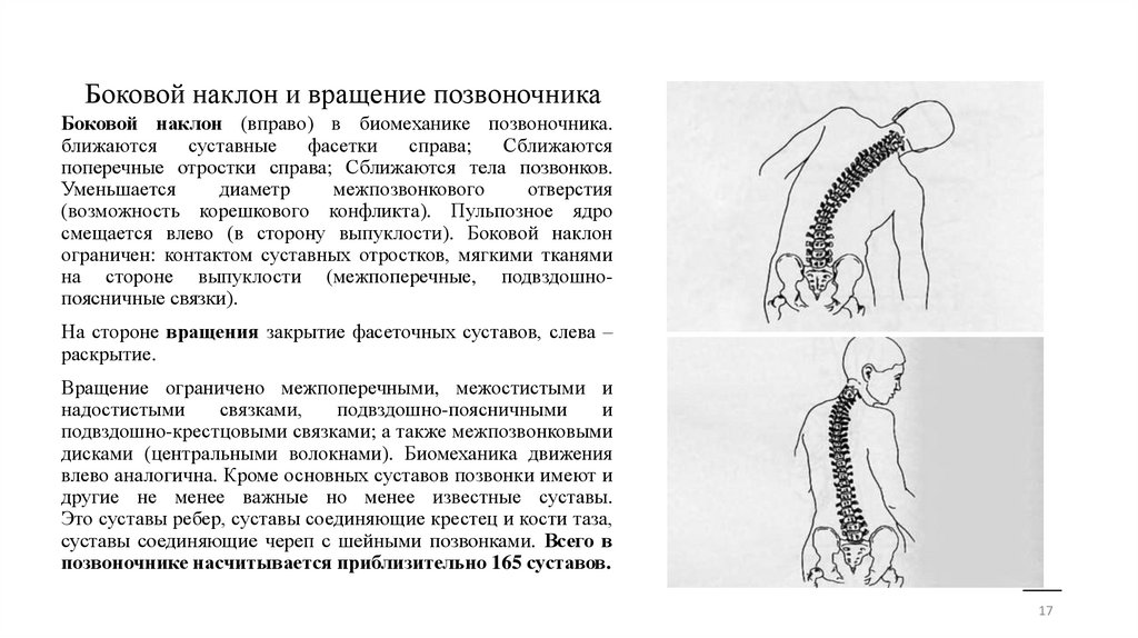 Боковой наклон и вращение позвоночника