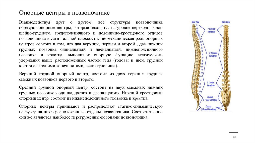Опорные центры в позвоночнике