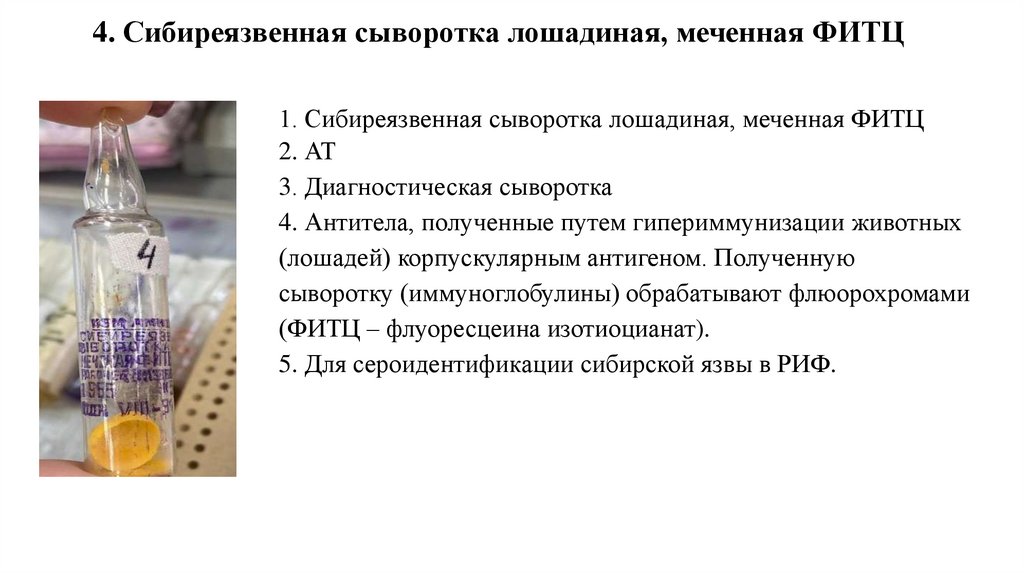 4. Сибиреязвенная сыворотка лошадиная, меченная ФИТЦ