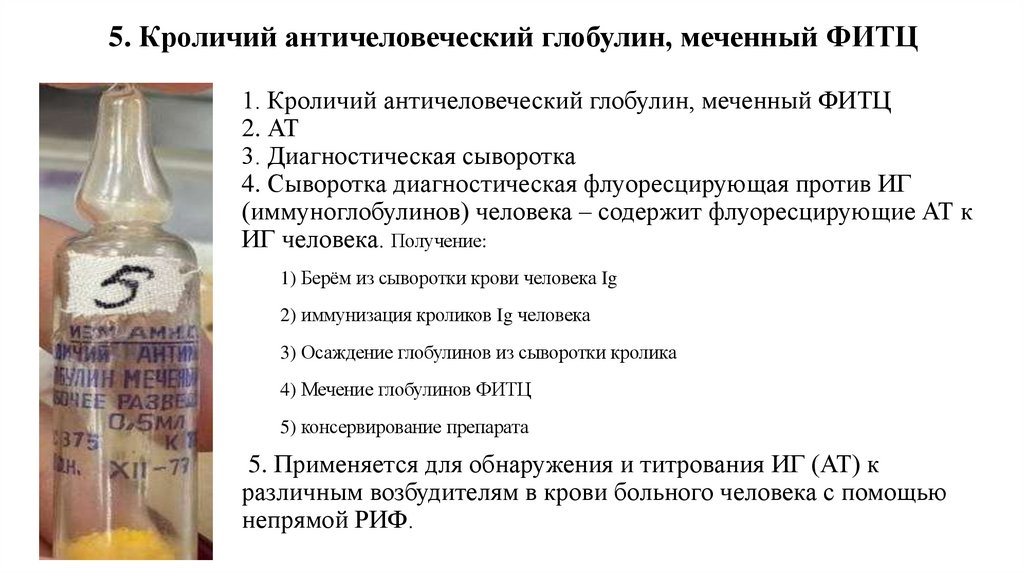 5. Кроличий античеловеческий глобулин, меченный ФИТЦ