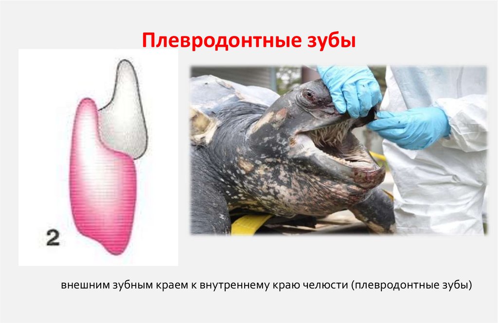 Плевродонтные зубы