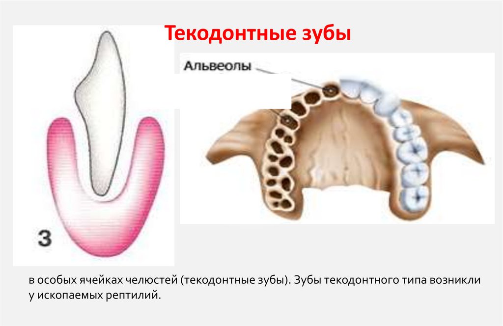Текодонтные зубы