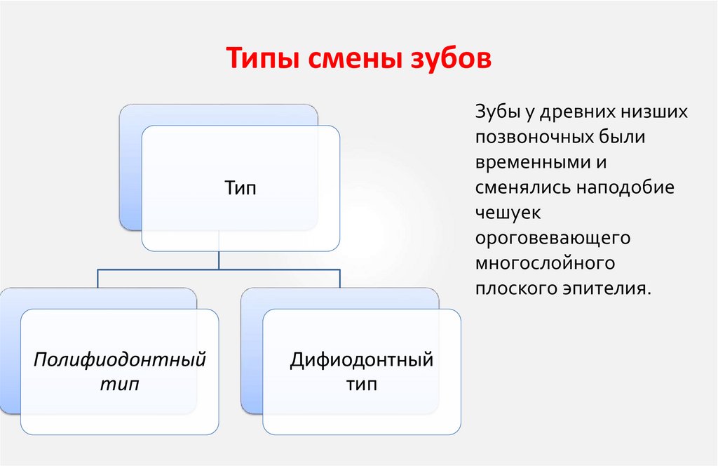 Типы смены зубов