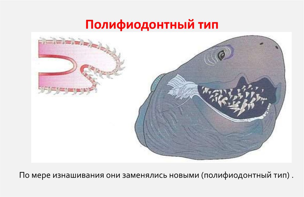 Полифиодонтный тип