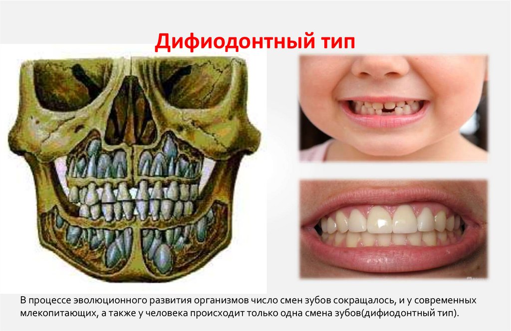 Дифиодонтный тип