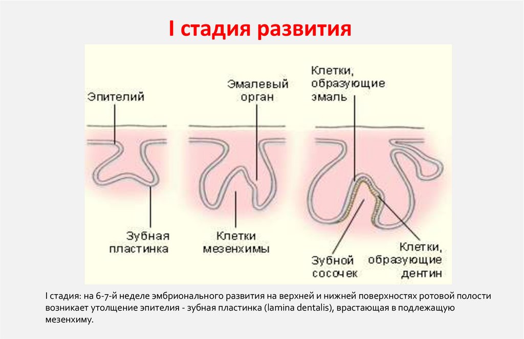 I стадия развития