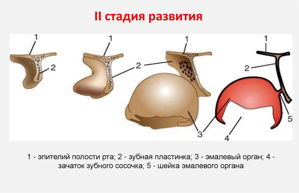 II стадия развития