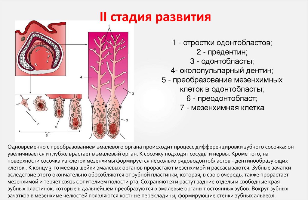 II стадия развития