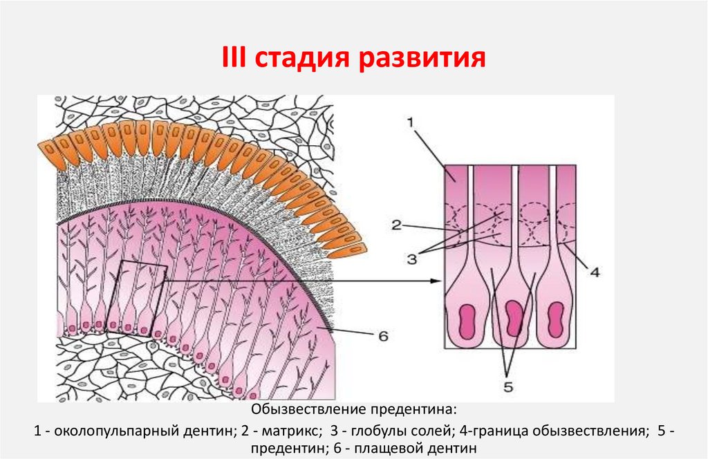 III стадия развития