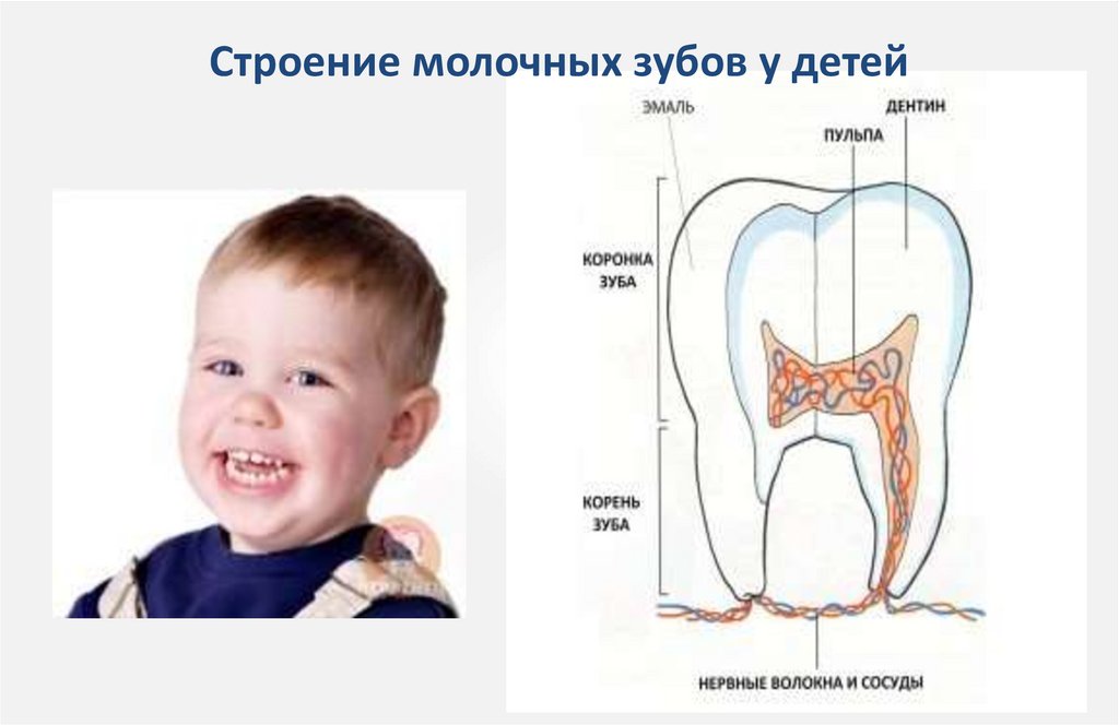 Строение молочных зубов у детей