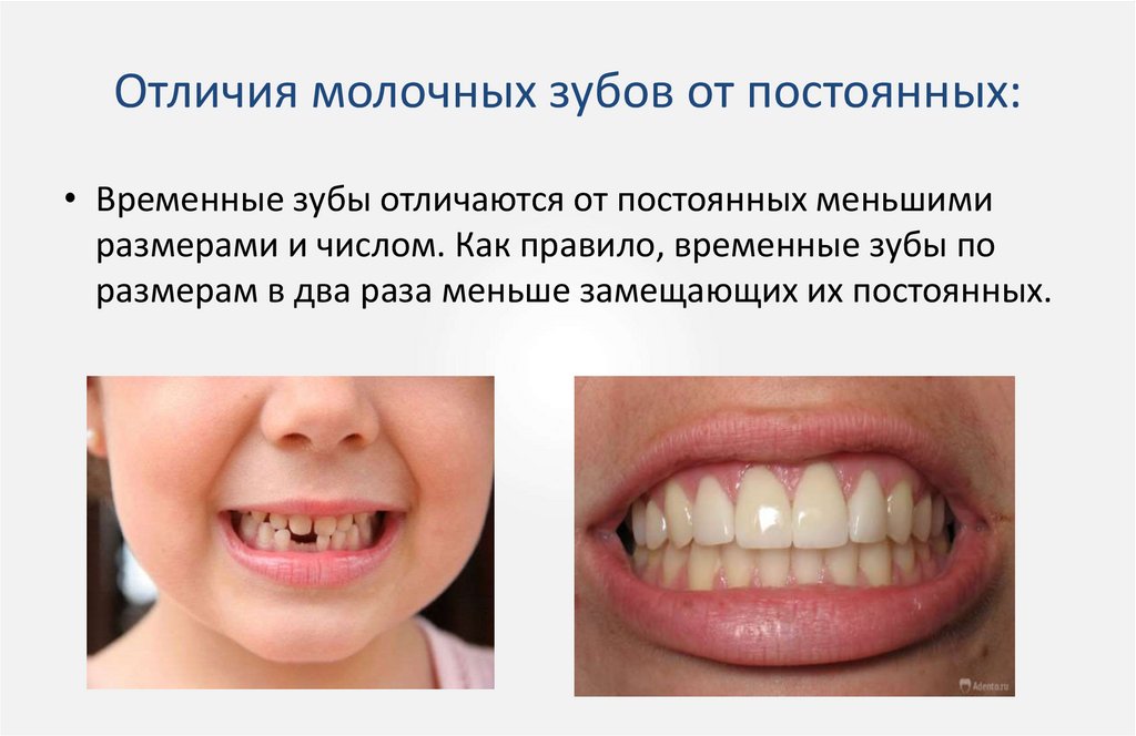Отличия молочных зубов от постоянных: