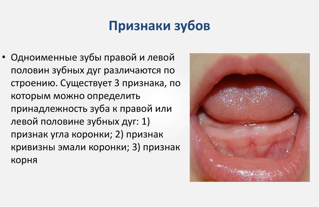 Признаки зубов
