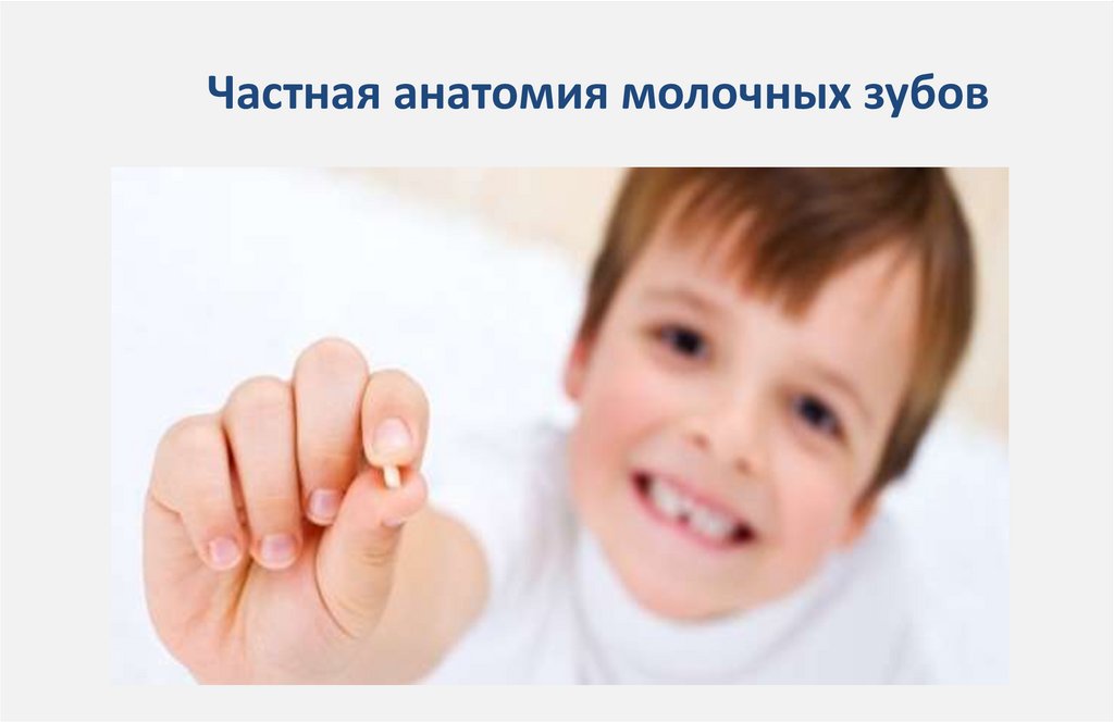 Частная анатомия молочных зубов