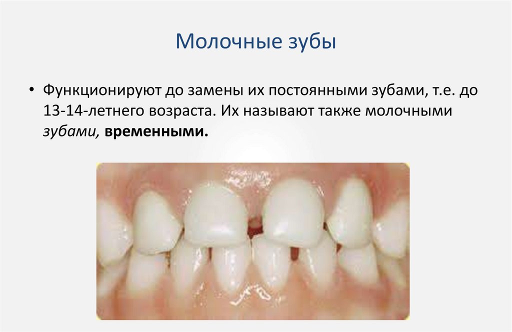 Молочные зубы