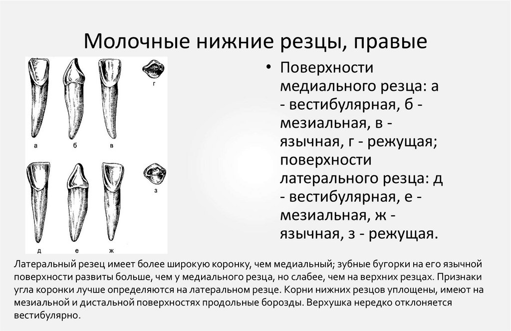 Молочные нижние резцы, правые