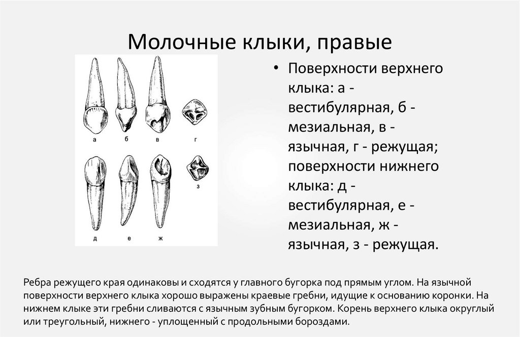 Молочные клыки, правые