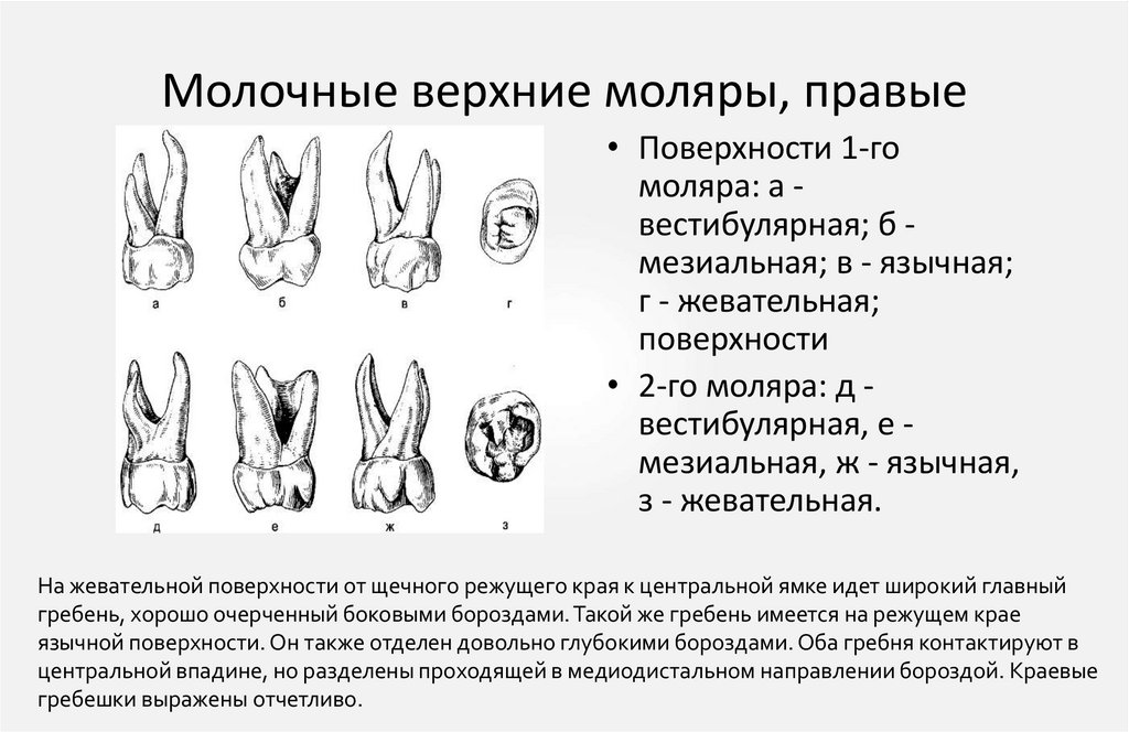Молочные верхние моляры, правые