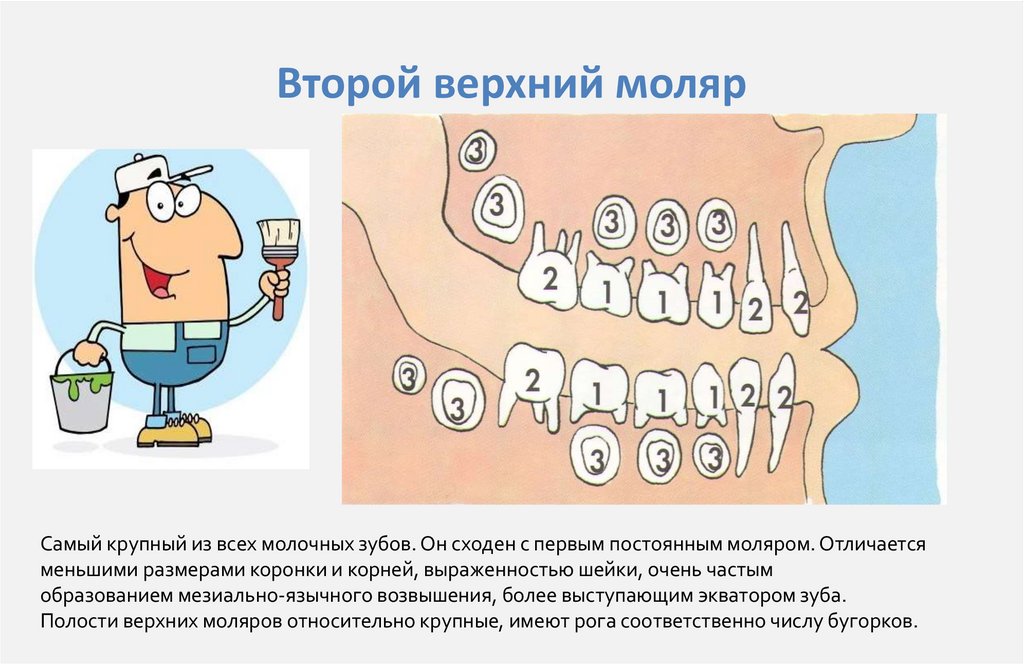 Второй верхний моляр 