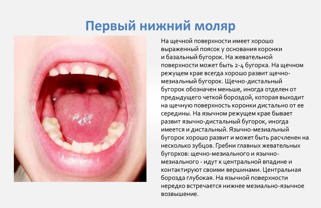 Первый нижний моляр