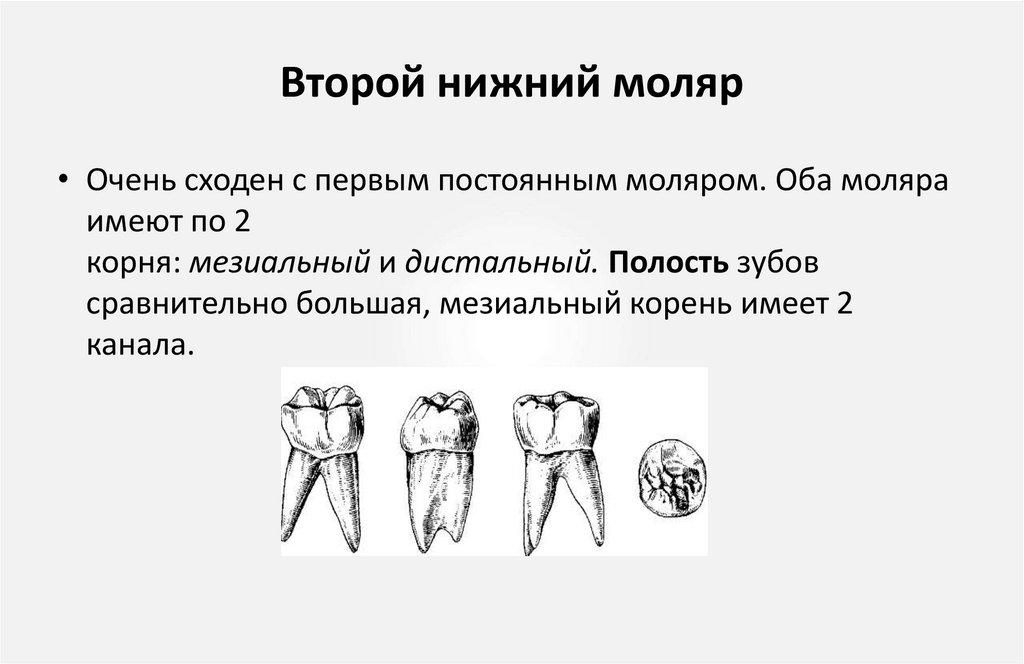 Второй нижний моляр