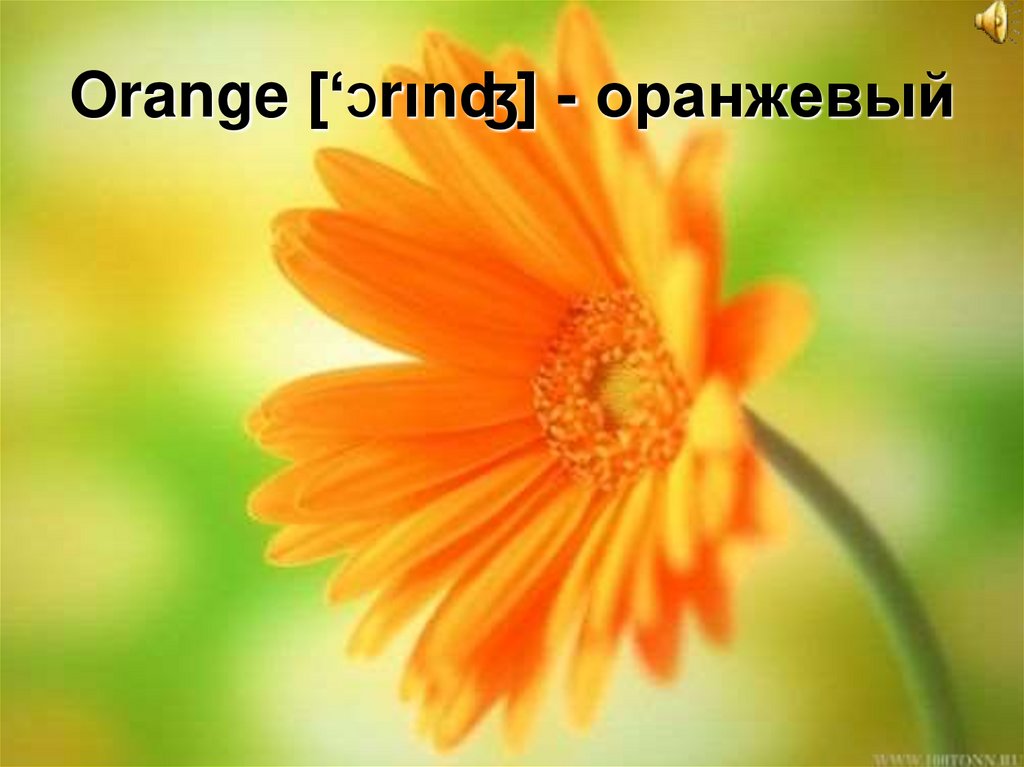 Orange [‘Ɔrιnʤ] - оранжевый