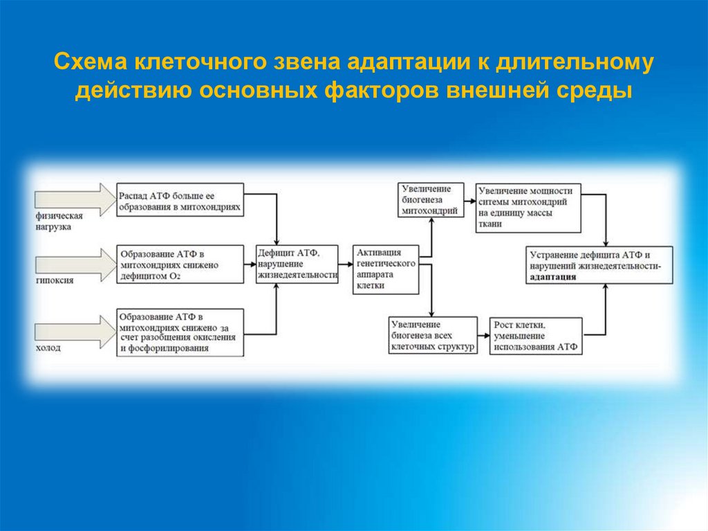 Схема клеточного звена адаптации к длительному действию основных факторов внешней среды