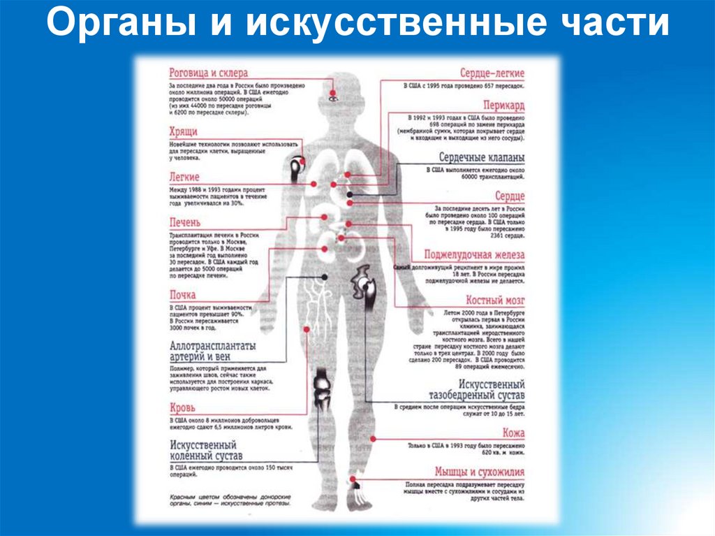 Органы и искусственные части