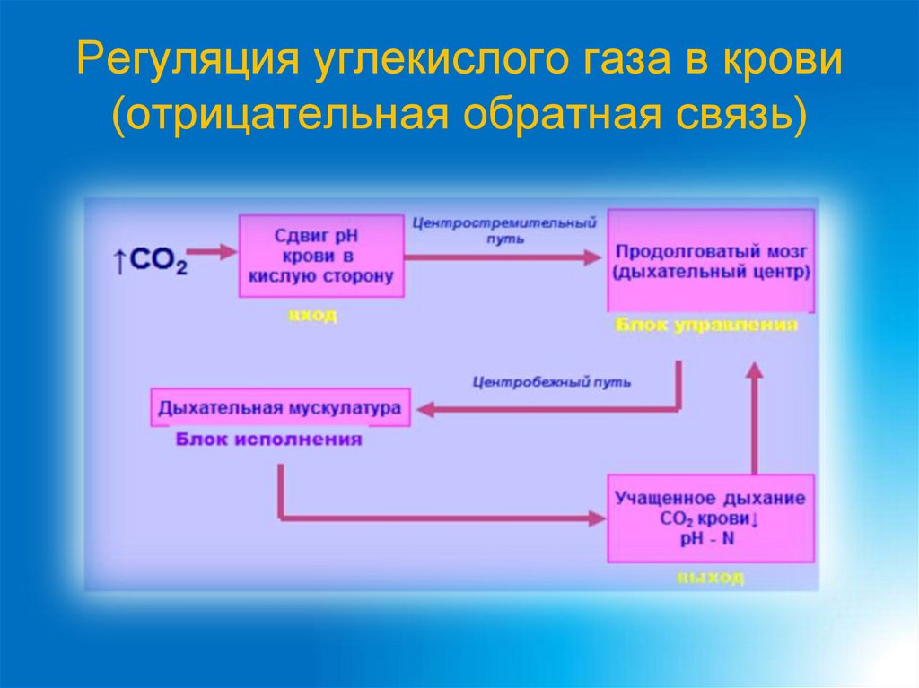 Регуляция углекислого газа в крови (отрицательная обратная связь)