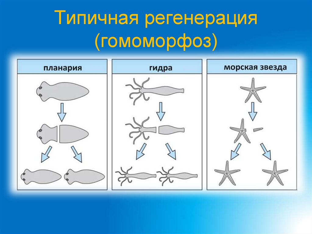 Типичная регенерация (гомоморфоз)