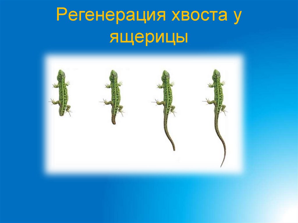 Регенерация хвоста у ящерицы