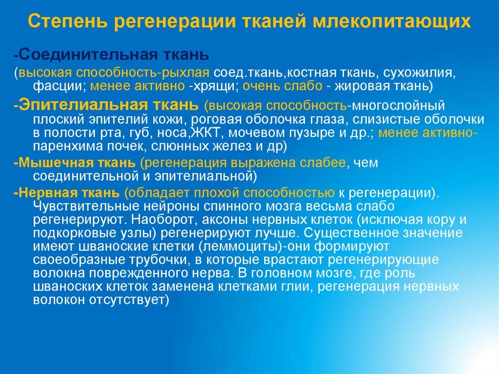 Степень регенерации тканей млекопитающих