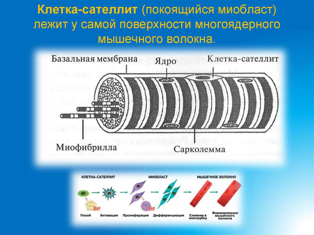 Клетка-сателлит (покоящийся миобласт) лежит у самой поверхности многоядерного мышечного волокна.