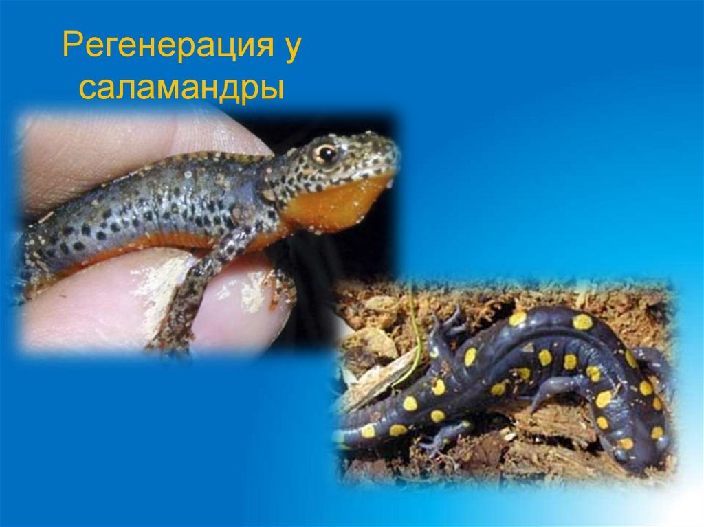 Регенерация у саламандры