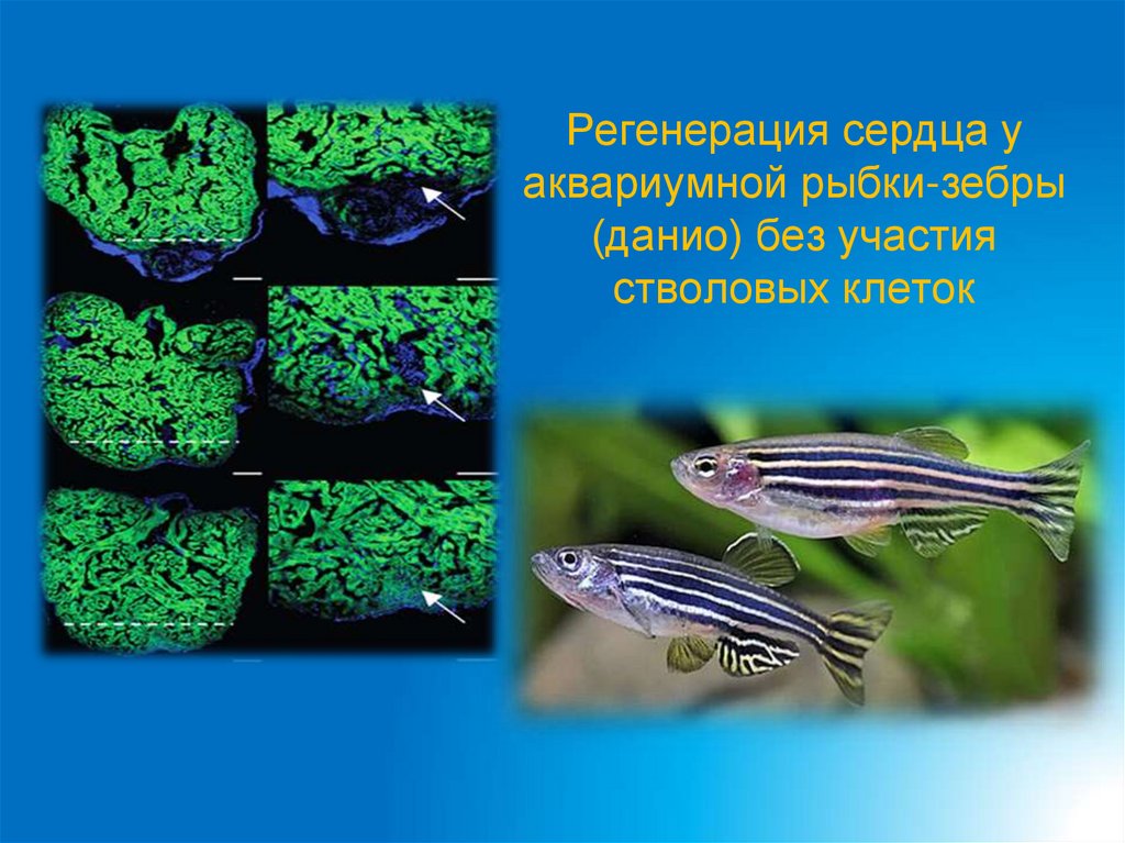Регенерация сердца у аквариумной рыбки-зебры (данио) без участия стволовых клеток