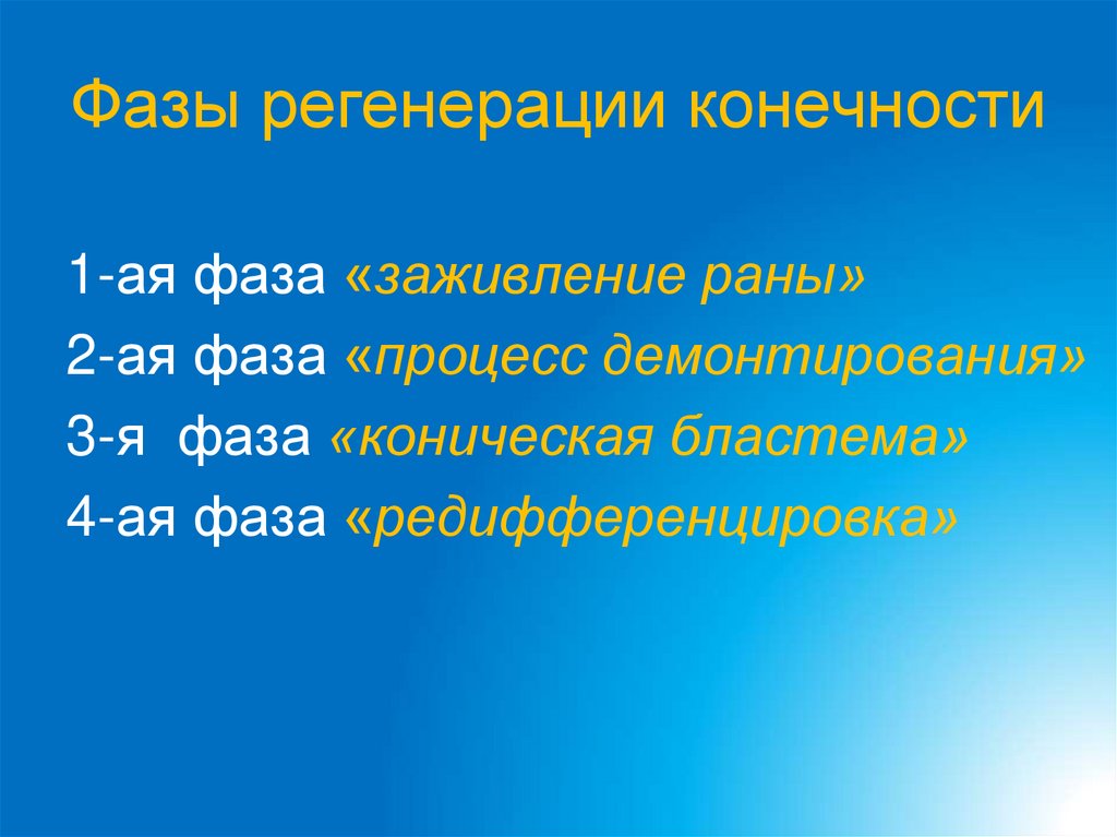 Фазы регенерации конечности