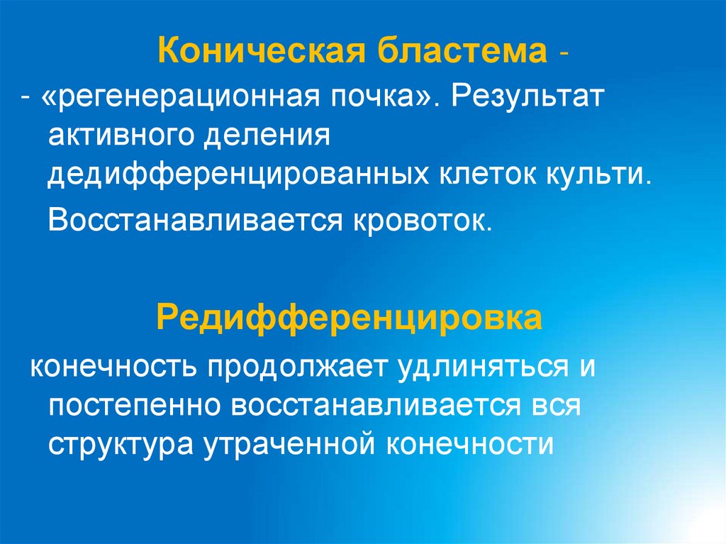 Коническая бластема -