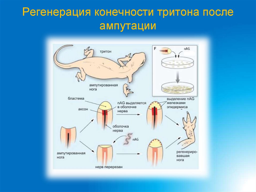 Регенерация конечности тритона после ампутации