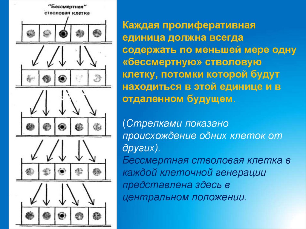 Каждая пролиферативная единица должна всегда содержать по меньшей мере одну «бессмертную» стволовую клетку, потомки которой