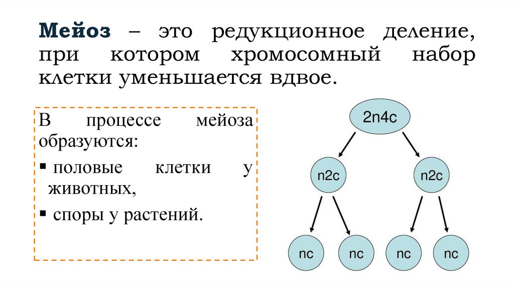 Мейоз – это редукционное деление, при котором хромосомный набор клетки уменьшается вдвое.