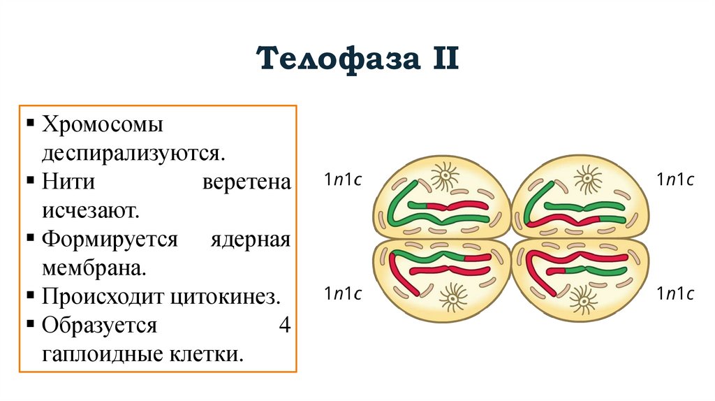 Телофаза II