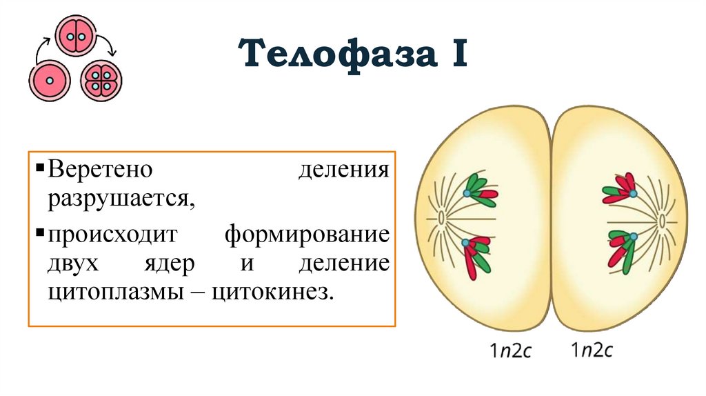 Телофаза I