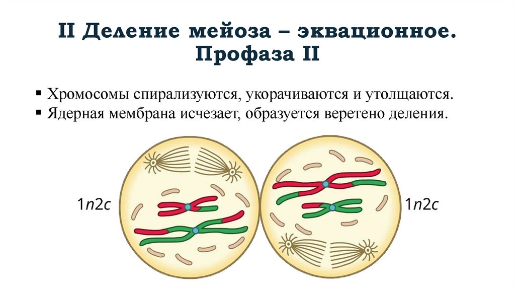 II Деление мейоза – эквационное. Профаза II