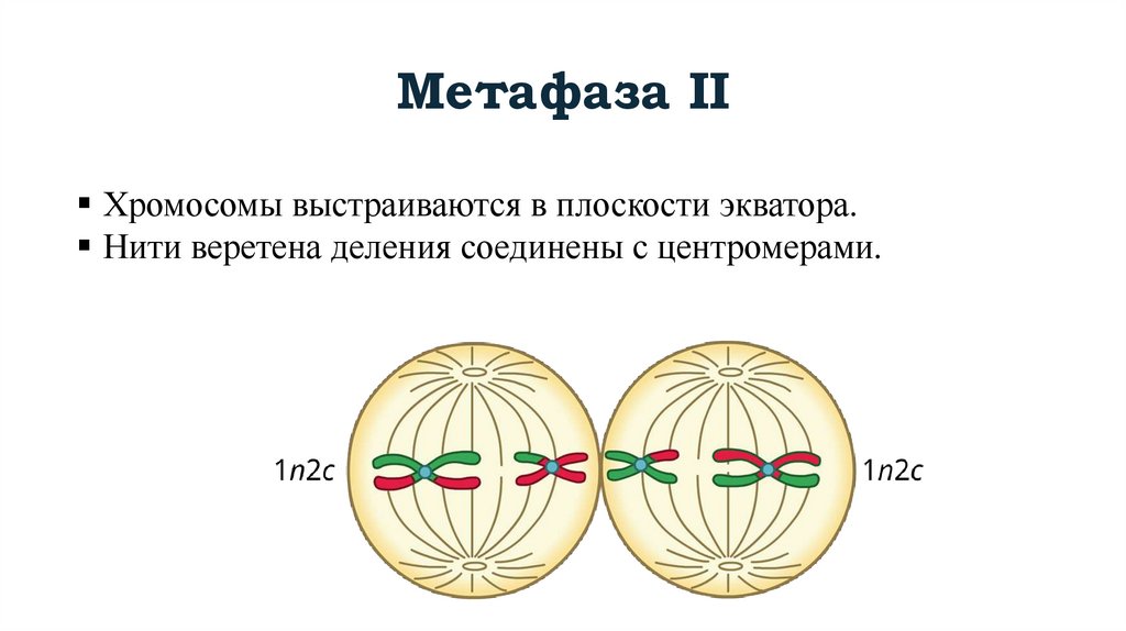 Метафаза II