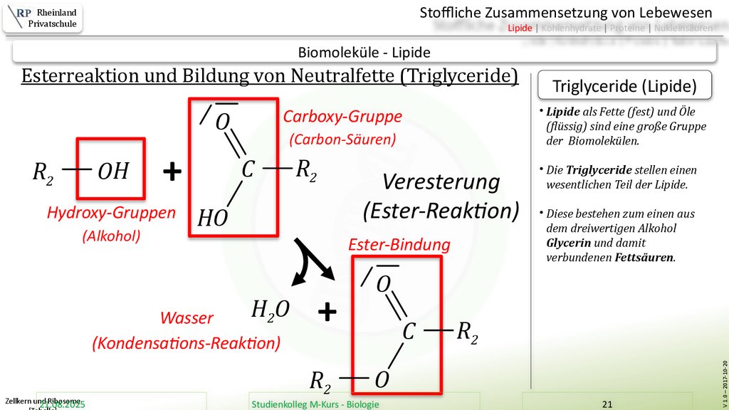 Zellkern und Ribosome [Tabelle]