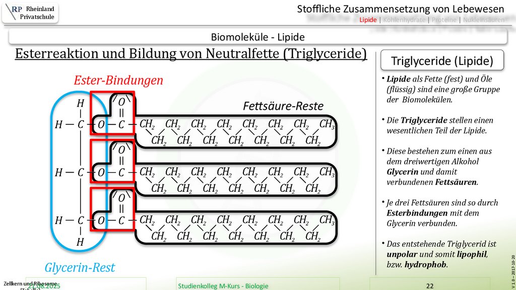 Zellkern und Ribosome [Tabelle]