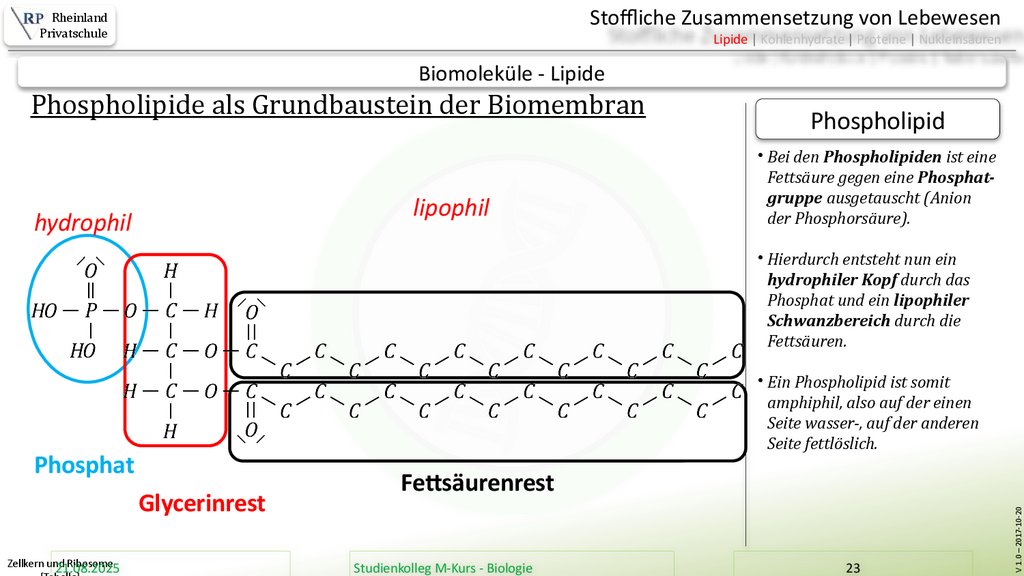 Zellkern und Ribosome [Tabelle]