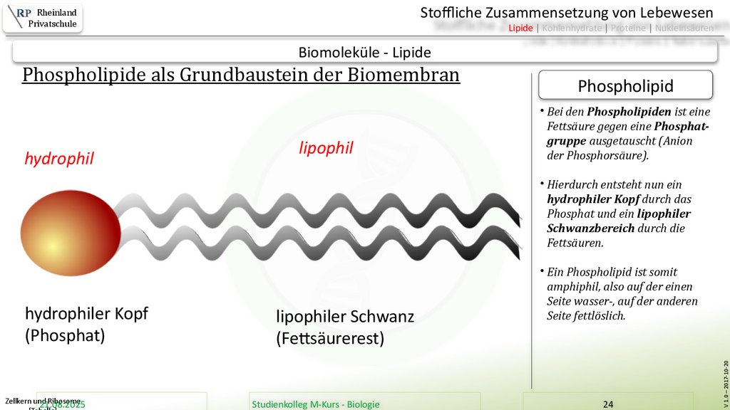 Zellkern und Ribosome [Tabelle]