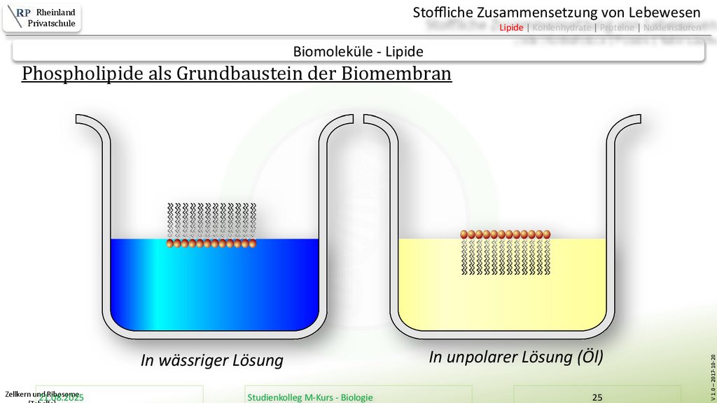 Zellkern und Ribosome [Tabelle]